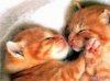 Sleep-is-super-cute-kitten--lovable-cat_0.jpg