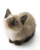 siamese-cat-names-02.jpg