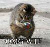 funny-lol-cat-wtf13.jpg