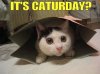 caturday2.jpg