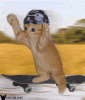 skateboard_kitty.gif