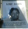 lost-dawg.jpeg