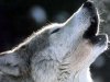 howling+wolf.jpg