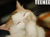 funny-pictures-cat-giggles-teehe-3.jpg