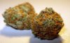 cali-orange-bud.jpg