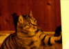 tumblr_mzw9baZ4cs1s5rsdao1_400.gif