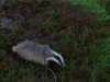 anteater-nope.gif