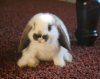 bunny-stefan-and-bunnies-30406303-800-634-15-full.jpg