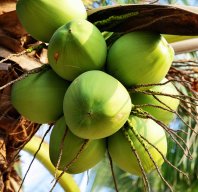 Coconuts