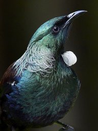 Tui
