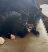 Mog