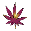 Dutchie