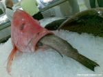 fishcz
