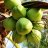 Coconuts