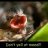 Babybird